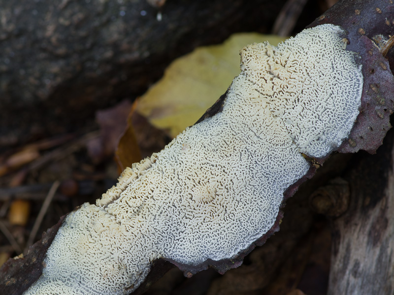 Ceriporiopsis consobrina